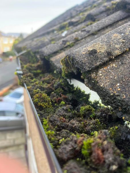 Moss and debris accumulation in a rain gutter on a sloped roof.